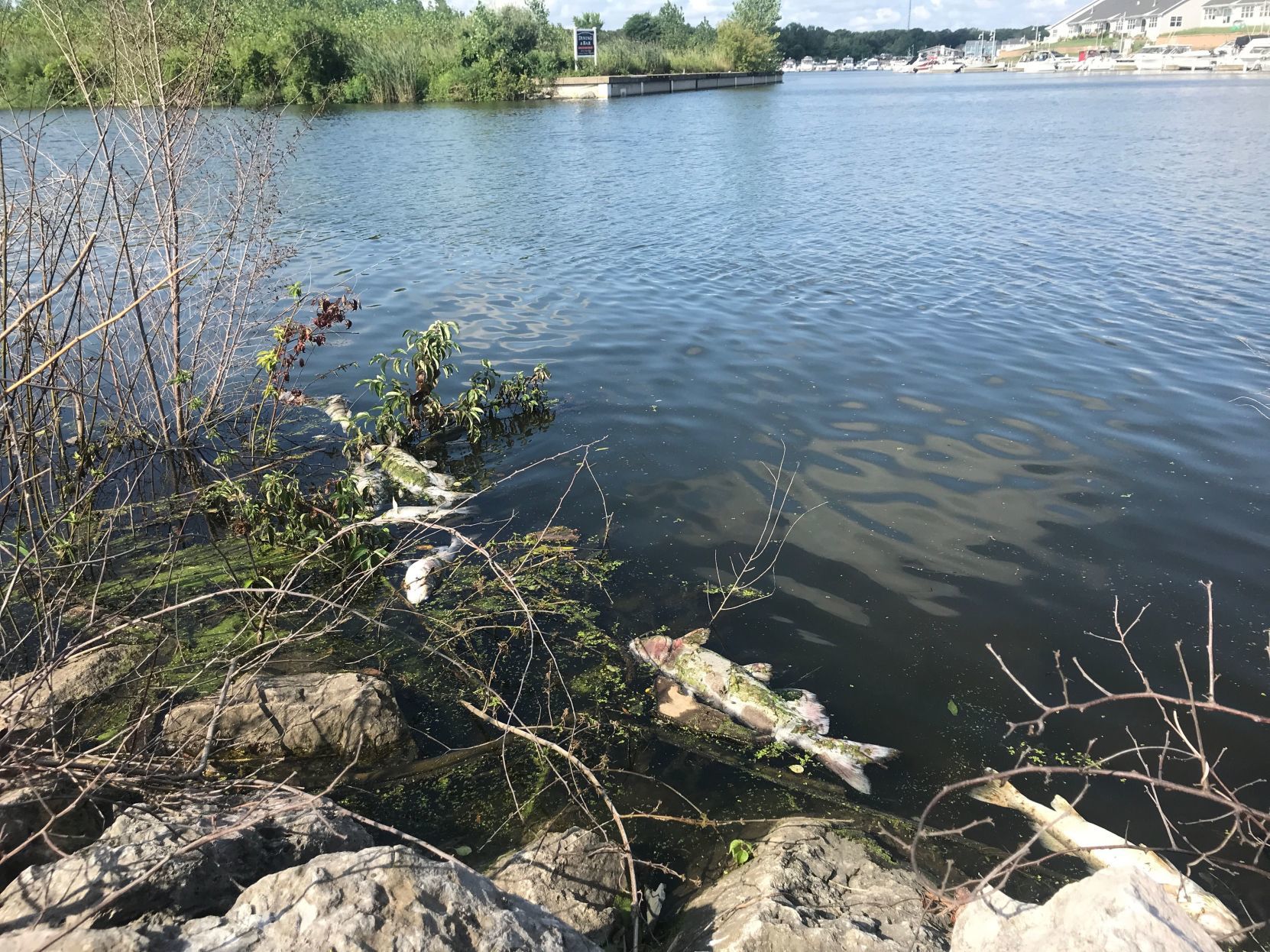 Fish kill